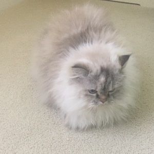 Meet your Posher, Elena